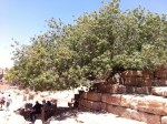 300 year old wild pistachio tree in Petra